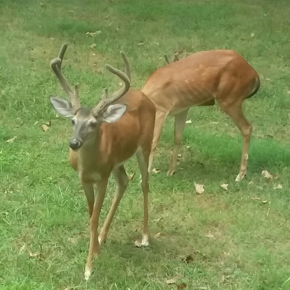 Meet your Posher, Joanne - Picture 6 of 8